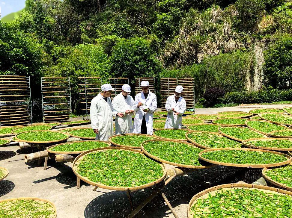 宁县农业农村局最新项目，引领农业现代化，助力乡村振兴，宁县农业农村局新项目引领农业现代化，乡村振兴再添动力