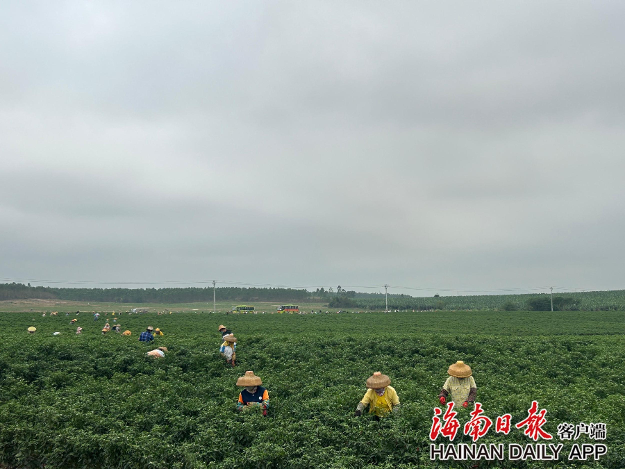 王五镇最新发展规划，塑造未来繁荣蓝图，王五镇未来繁荣蓝图，最新发展规划揭秘