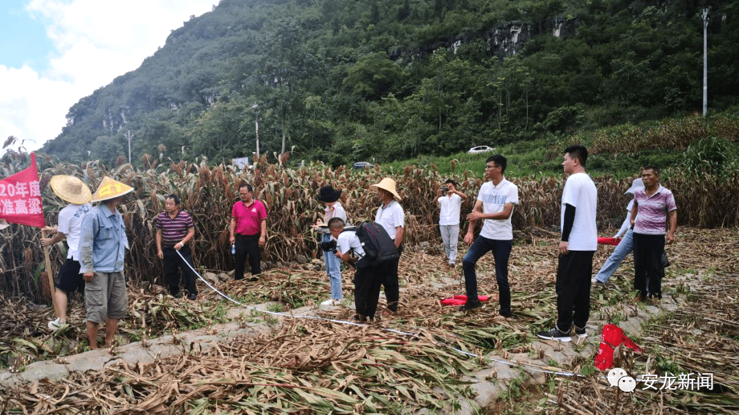 麻江县农业农村局最新项目，乡村振兴的新引擎，麻江县农业农村局新项目，乡村振兴新引擎启动