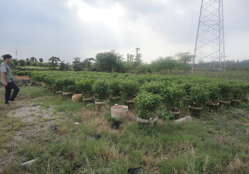 大坑苗圃场最新招聘信息及职场发展详解，大坑苗圃场招聘信息与职场发展概览